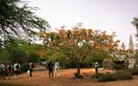 Senegalese landscape