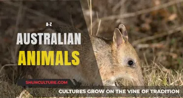 Exploring Australia's Unique Wildlife: An A-Z Guide