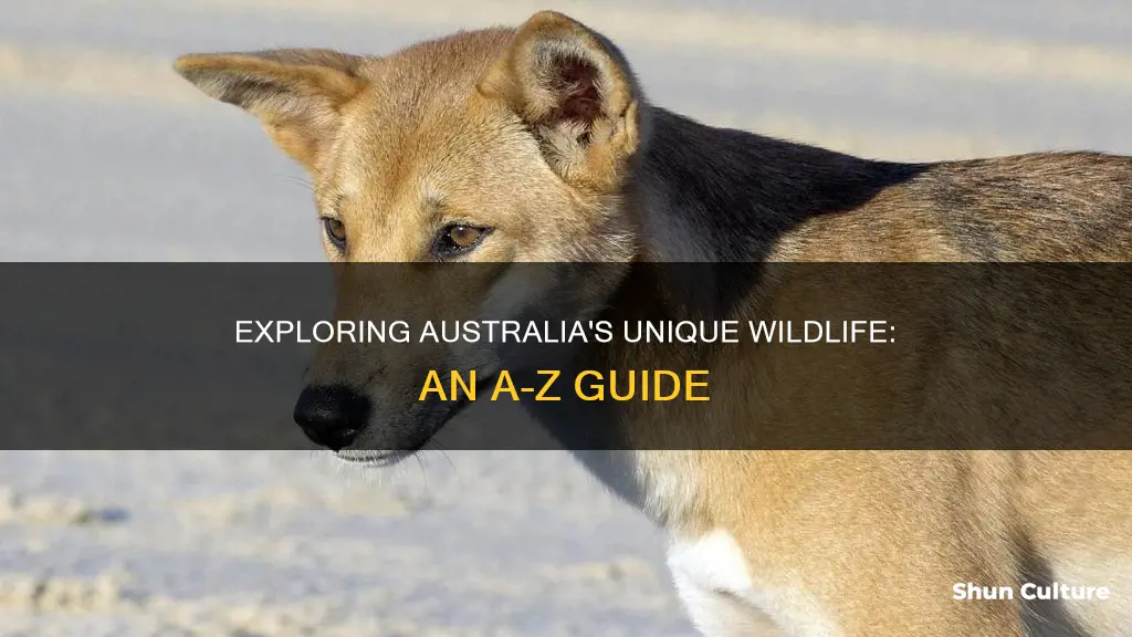 a-z australian animals