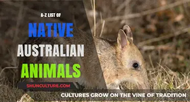 Explore Australia's Native Animals: An A-Z Guide