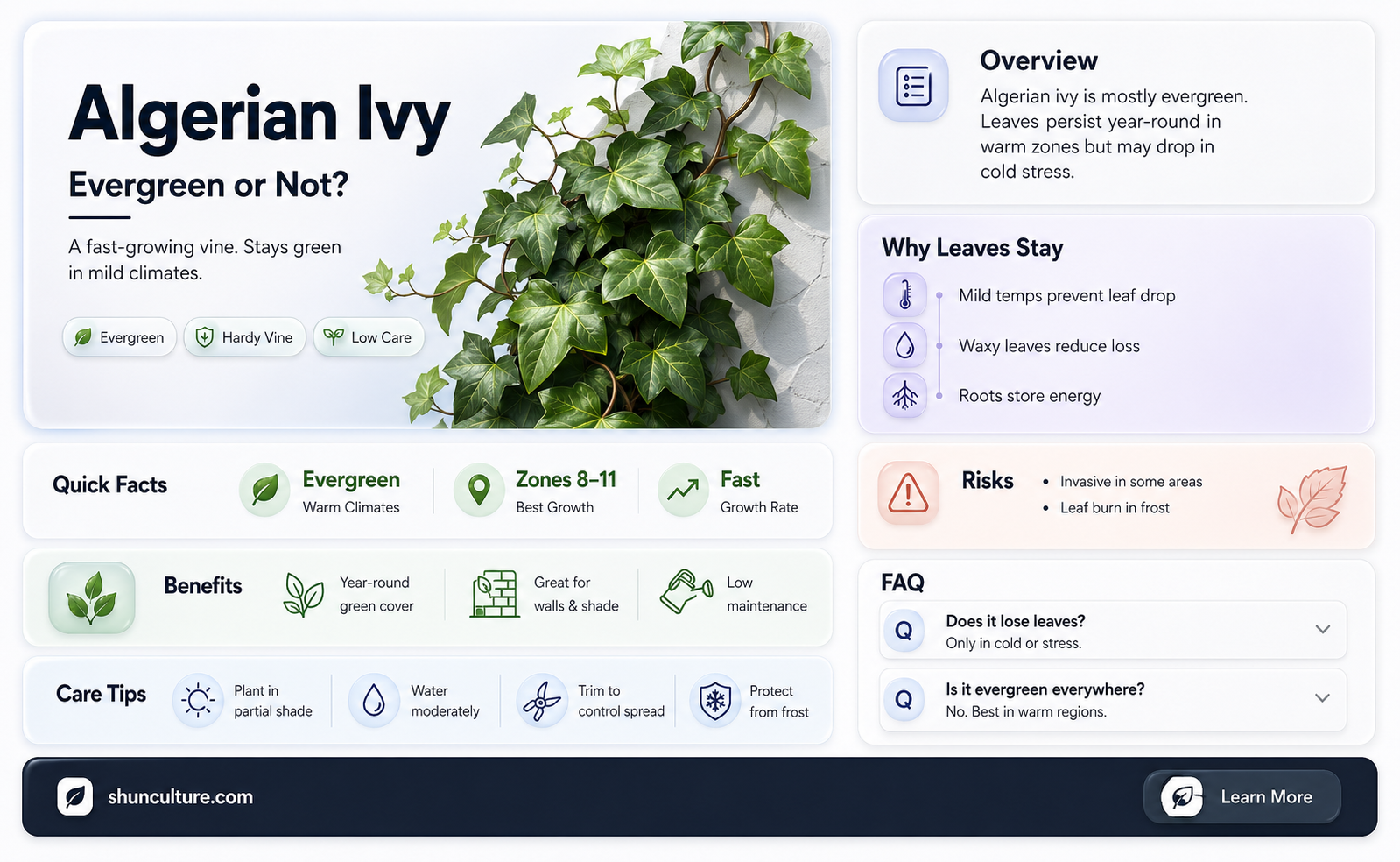 are algerian ivy evergreens
