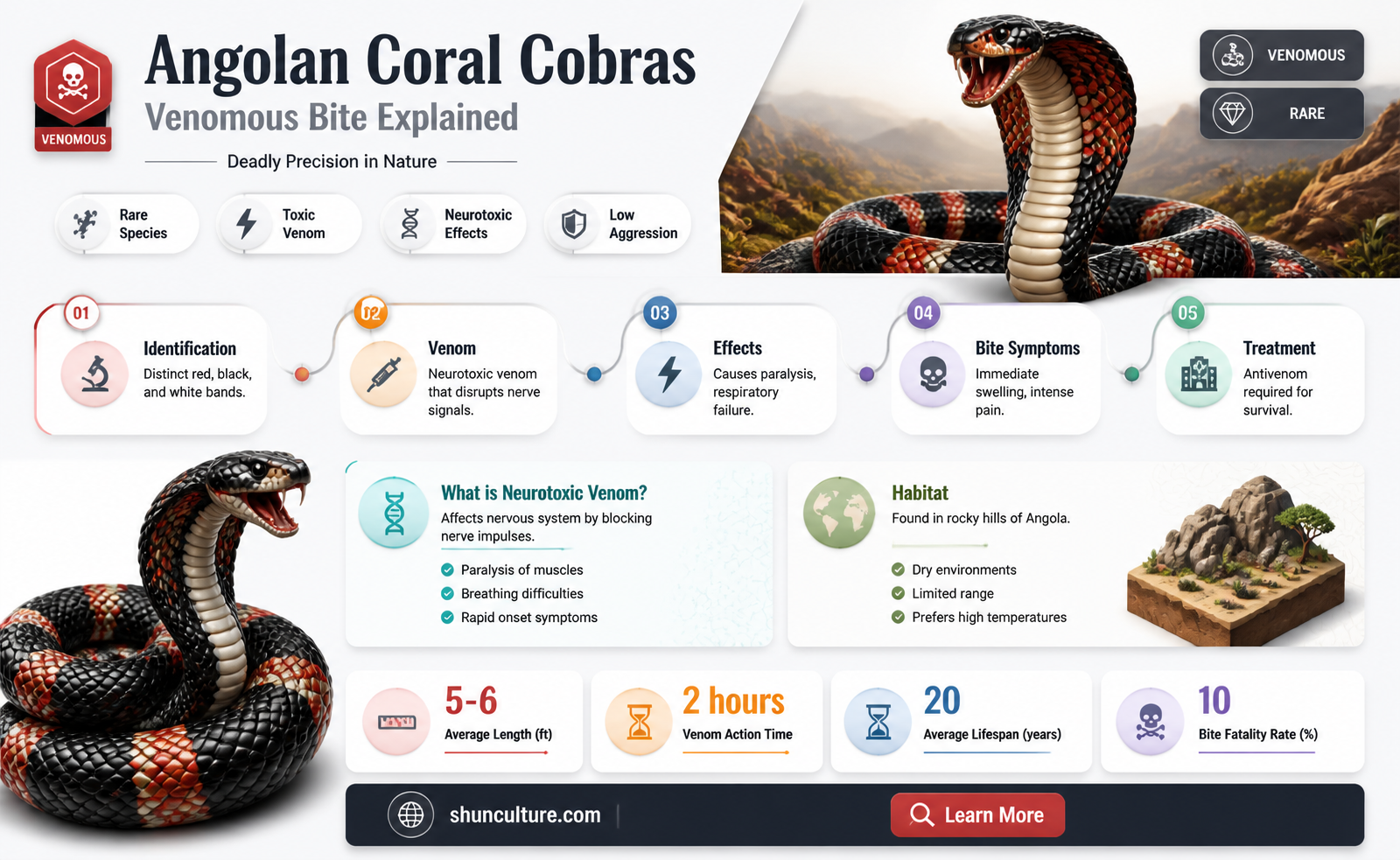 are angolan coral cobra venomous