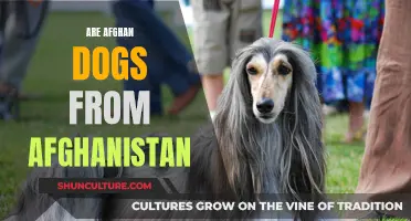 The Afghan Hound's Ancient Afghan Roots: A Cultural Canine Legacy