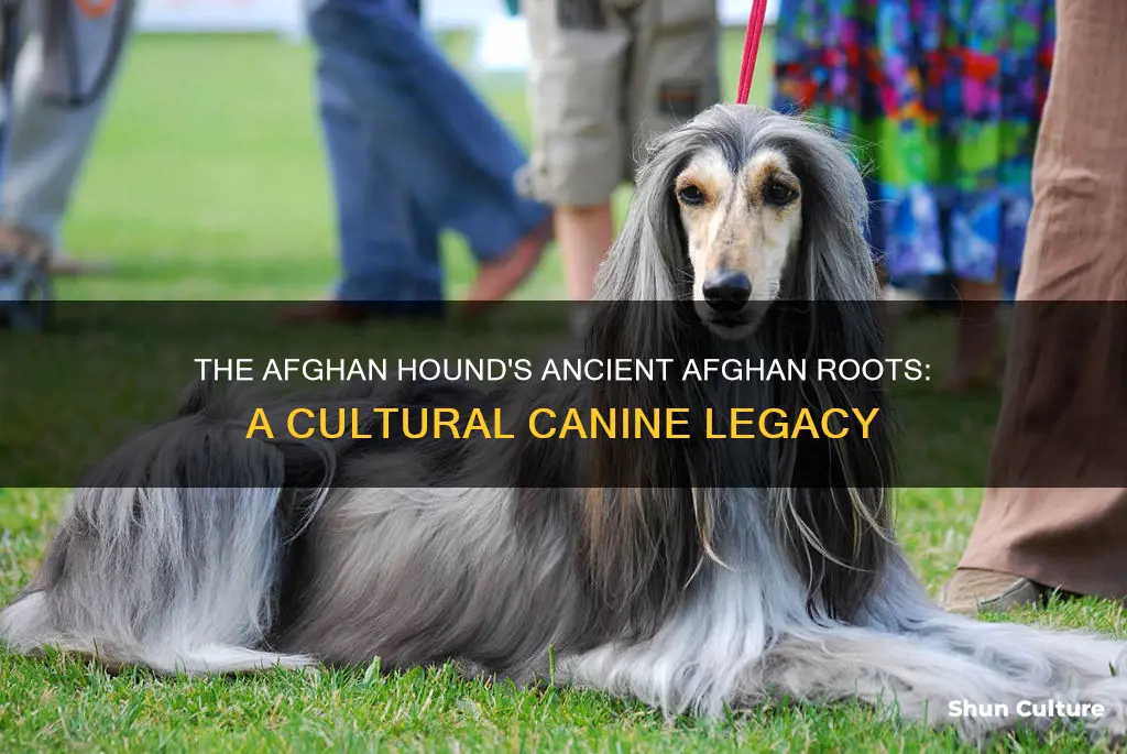 are afghan dogs from afghanistan