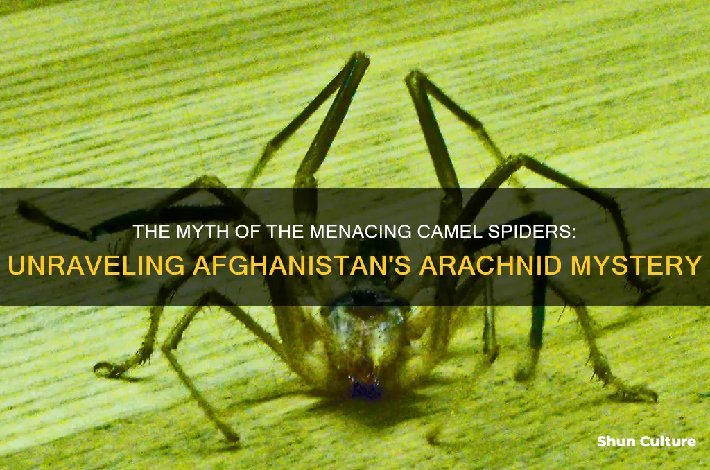 The Myth Of The Menacing Camel Spiders: Unraveling Afghanistan's ...