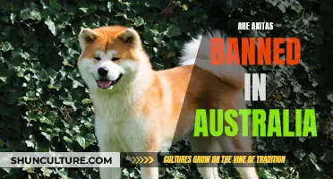 Akitas in Australia: Banned or Restricted?