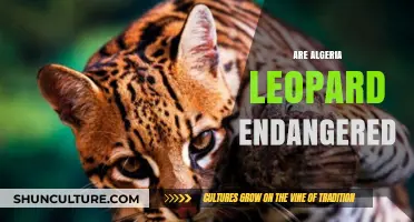 Are Algeria's Leopards Endangered? Exploring Their Status and Conservation Efforts
