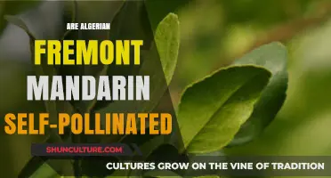 Algerian Fremont Mandarin Self-Pollination: Fact or Fiction?