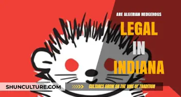 Algerian Hedgehogs in Indiana: Legal Ownership and Regulations Explained