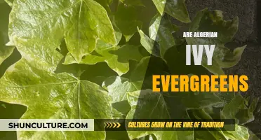Algerian Ivy: Evergreen or Not? Uncovering the Truth About Its Foliage