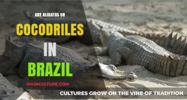 Alligators vs. Crocodiles: Unraveling Brazil's Reptilian Residents