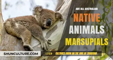 Marsupials: Australia's Unique Wildlife Trait