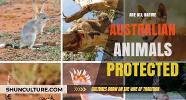 Australian Wildlife: Protected or Not?