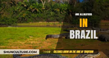 Do Alligators Exist in Brazil's Diverse Ecosystems? A Closer Look