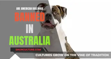 American Bulldogs: Banned in Australia?