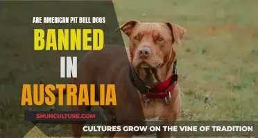 The Truth About Pit Bulls in Australia
