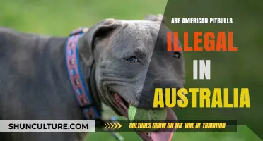 Are American Pitbulls Banned in Australia? Legal Status Explained