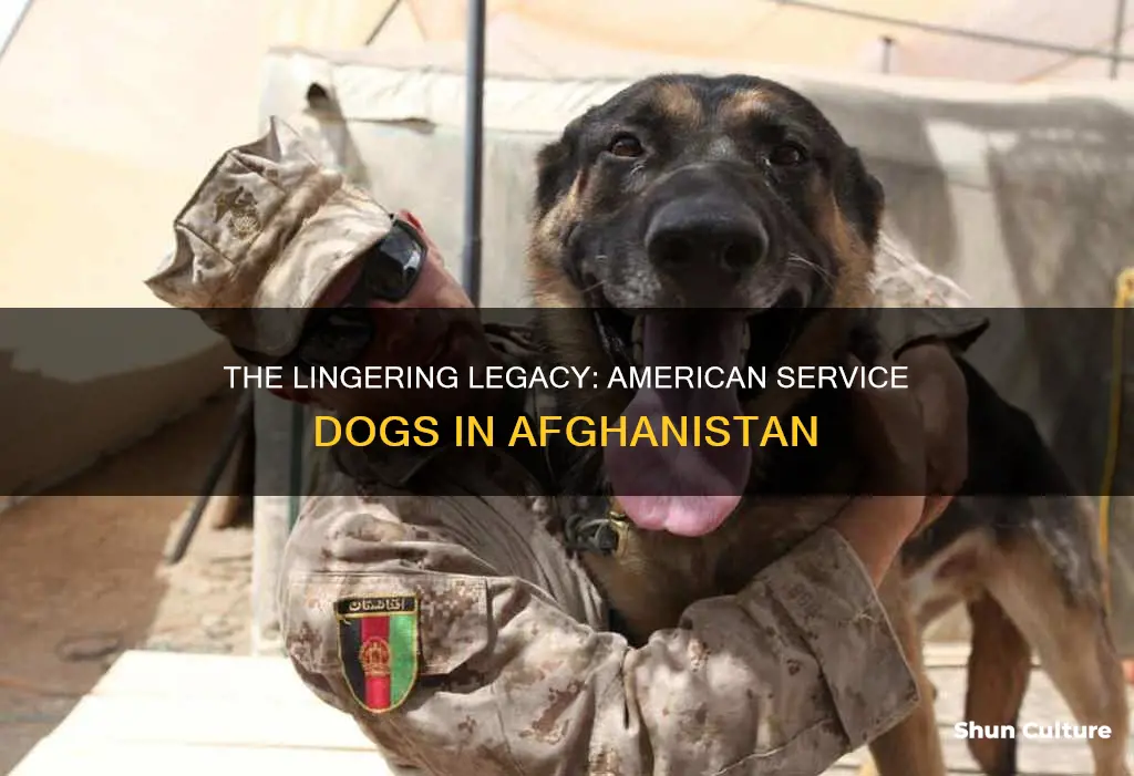 are american service dogs still in afghanistan