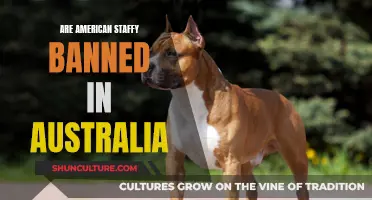 Staffies: Banned or Beloved in Australia?