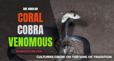 Angolan Coral Cobras: Understanding Their Venomous Bite