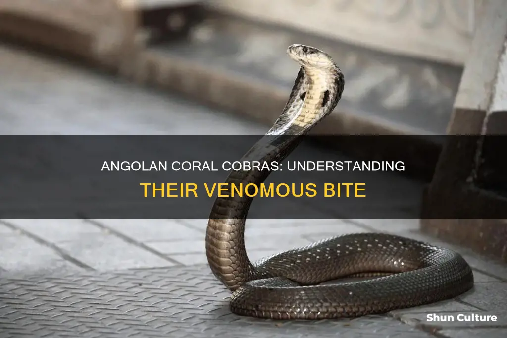 are angolan coral cobra venomous