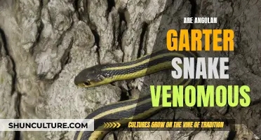 Angolan Garter Snake: Are They Venomous?