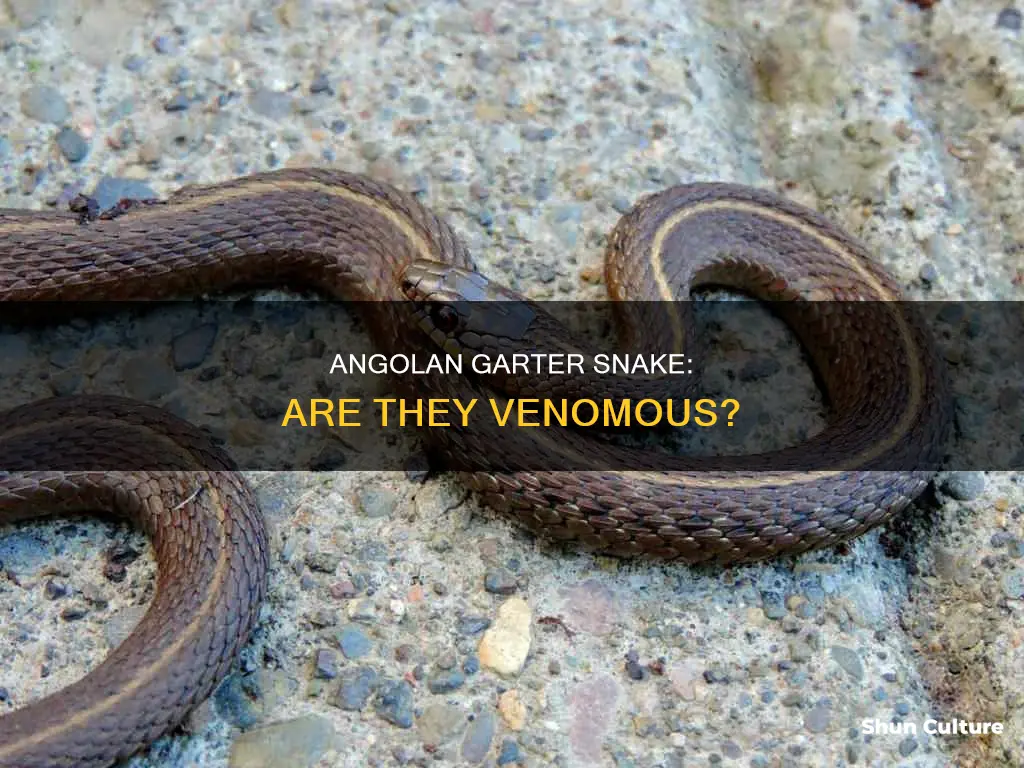 are angolan garter snake venomous