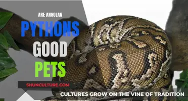 Angolan Pythons: Suitable Pet or Not?