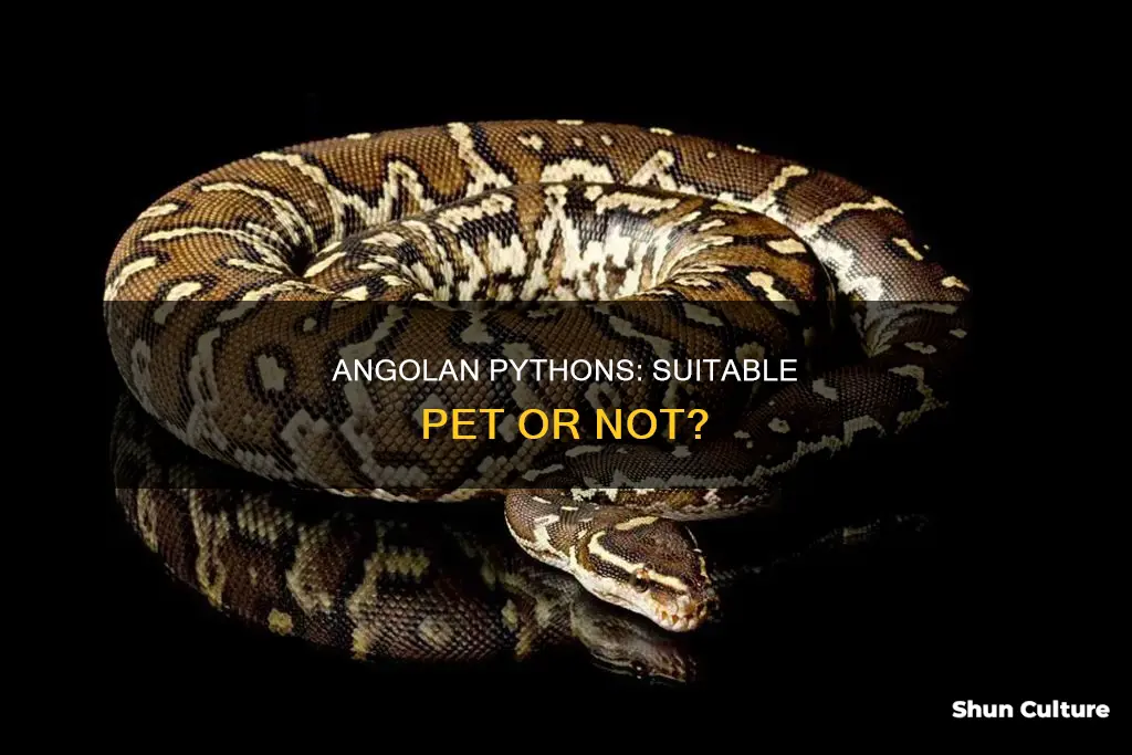 are angolan pythons good pets