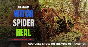 The Mystery of Angolan Witch Spiders: Fact or Fiction?