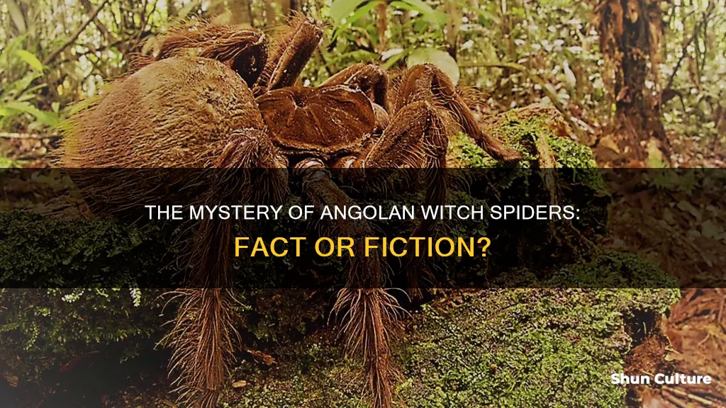 are angolan witch spider real