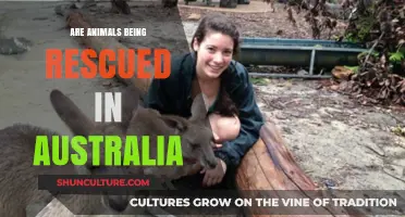 Rescuing Animals in Australia: What's Being Done?