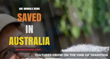 Australian Wildlife: Saving Animals, Preserving Nature