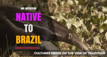 Are Anteaters Truly Native to Brazil? Exploring Their Habitat Origins