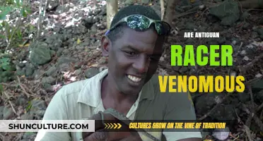 Are Antiguan Racers Venomous? Unveiling the Truth About These Snakes