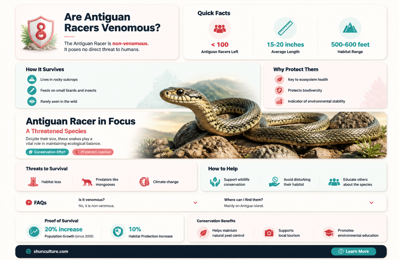 are antiguan racer venomous