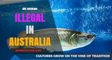 Are Arowana Illegal in Australia? Understanding the Legal Status