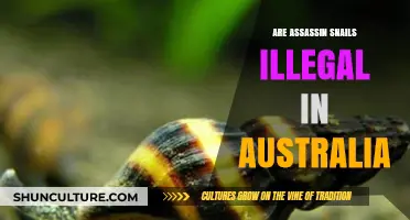 Are Assassin Snails Illegal in Australia? A Legal Overview