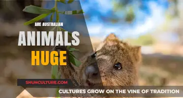 Why Are Australia's Animals So Big?