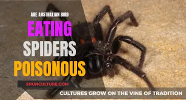 Australian Bird-Eating Spiders: Are They Poisonous?
