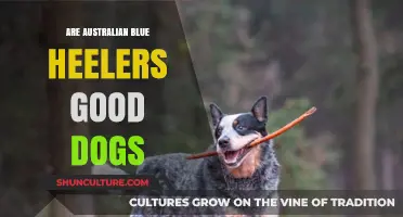 Australian Blue Heelers: The Good, Bad, and the Energetic