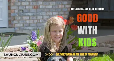 Australian Blue Heelers: Kid-Friendly or Not?