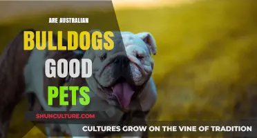 Australian Bulldogs: The Perfect Pet?