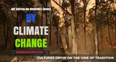 Climate Change: Australian Bushfires Explained