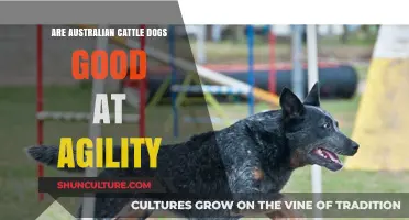 Australian Cattle Dogs: Agile Champions or Clumsy Competitors?