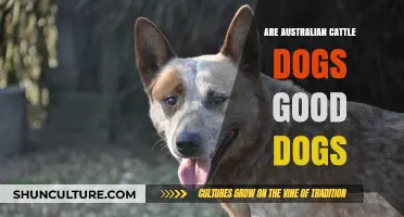 Australian Cattle Dogs: The Perfect Pet?