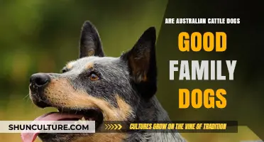 Australian Cattle Dogs: The Perfect Family Pet?