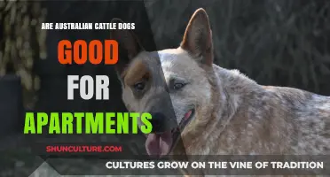 Australian Cattle Dogs: Apartment-Friendly or Not?