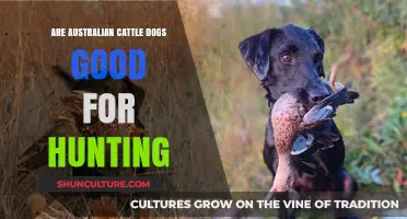 Hunting With Australian Cattle Dogs: Good Idea?
