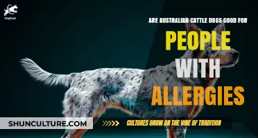 Choose Australian Cattle Dogs If You Have Allergies